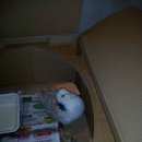 Подробнее об объявлении «Санкт-Петербург Найдено домашнее животное голубь ручной окольцованный» Фото: найдено другое животное  «Санкт-Петербург Найдено домашнее животное...» в г. Санкт-Петербург