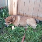 Подробнее об объявлении «Пропала собака кобель рыжий кобель Дмитров» Фото: пропала собака  «Пропала собака кобель рыжий кобель Дмитров» в г. Дмитров