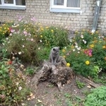 Подробнее об объявлении «Найдена кошка Курган» Фото: найдена кошка  «Найдена кошка Курган» в г. Курган