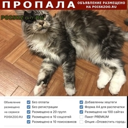 Подробнее об объявлении «Волгоград Пропала кошка» Фото: пропала кошка Мейн-кун «Волгоград Пропала кошка» в г. Волгоград
