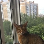 Подробнее об объявлении «Москва Пропала кошка» Фото: пропала кошка Абиссинская «Москва Пропала кошка» в г. Москва