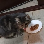 Подробнее об объявлении «Москва Найдена кошка» Фото: найдена кошка  «Москва Найдена кошка» в г. Москва