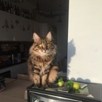 Подробнее об объявлении «Пропала кошка домашняя кошка породы курильский бобтейл Истра» Фото: пропала кошка Курильский бобтейл «Пропала кошка домашняя кошка породы курильский...» в г. Истра