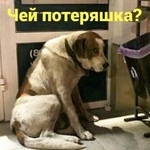 Подробнее об объявлении «Найдена собака Ростов-на-Дону» Фото: найдена собака  «Найдена собака Ростов-на-Дону» в г. Ростов-на-Дону