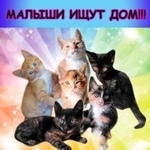 Подробнее об объявлении «Найдена кошка несколько котят Щелково» Фото: найдена кошка  «Найдена кошка несколько котят Щелково» в г. Щелково