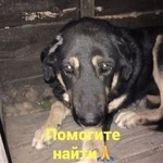Подробнее об объявлении «Пропала собака кобель Ростов-на-Дону» Фото: пропала собака  «Пропала собака кобель Ростов-на-Дону» в г. Ростов-на-Дону