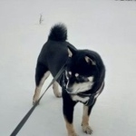 Подробнее об объявлении «Тюмень Пропала собака кобель» Фото: пропала собака  «Тюмень Пропала собака кобель» в г. Тюмень