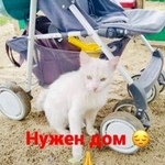 Подробнее об объявлении «Найден кот Ростов-на-Дону» Фото: найдена кошка  «Найден кот Ростов-на-Дону» в г. Ростов-на-Дону