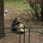 Подробнее об объявлении «Найдена собака Москва» Фото: найдена собака  «Найдена собака Москва» в г. Москва