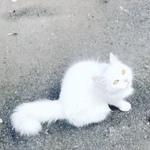 Подробнее об объявлении «Найдена кошка Шахты» Фото: найдена кошка  «Найдена кошка Шахты» в г. Шахты