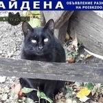 Подробнее об объявлении «Саратов Найден кот» Фото: найдена кошка  «Саратов Найден кот» в г. Саратов
