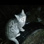 Подробнее об объявлении «Найдена кошка Курган» Фото: найдена кошка  «Найдена кошка Курган» в г. Курган