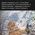 Подробнее об объявлении «Екатеринбург Пропал кот рыжий кот в юго-западном районе» Фото: пропала кошка  «Екатеринбург Пропал кот рыжий кот в...» в г. Екатеринбург