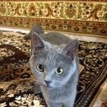 Подробнее об объявлении «Ставрополь Найдена кошка» Фото: найдена кошка  «Ставрополь Найдена кошка» в г. Ставрополь