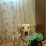 Подробнее об объявлении «Найдена собака кобель в чертаново 23.09 светлая Москва» Фото: найдена собака  «Найдена собака кобель в чертаново 23.09 светлая...» в г. Москва