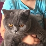 Подробнее об объявлении «Электроугли Пропал кот» Фото: пропала кошка  «Электроугли Пропал кот» в г. Электроугли