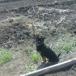 Подробнее об объявлении «Курган Пропала собака» Фото: пропала собака  «Курган Пропала собака» в г. Курган