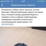 Подробнее об объявлении «Курган Пропала собака» Фото: пропала собака  «Курган Пропала собака» в г. Курган