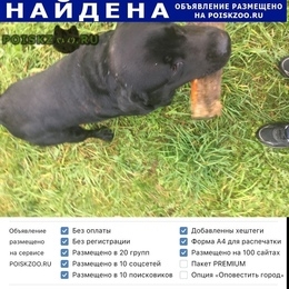 Подробнее об объявлении «Найдена собака кобель лабрадор чёрного цвета Москва» Фото: найдена собака Лабрадор ретривер «Найдена собака кобель лабрадор чёрного цвета...» в г. Москва