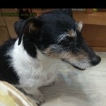 Подробнее об объявлении «Пропала собака Ломоносов» Фото: пропала собака Джек рассел терьер «Пропала собака Ломоносов» в г. Ломоносов