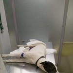 Подробнее об объявлении «Найдена собака Москва» Фото: найдена собака  «Найдена собака Москва» в г. Москва