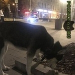 Подробнее об объявлении «Найдена собака Москва» Фото: найдена собака Сибирская хаски «Найдена собака Москва» в г. Москва