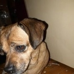 Подробнее об объявлении «Найдена собака возле метро каховская Москва» Фото: найдена собака Такса «Найдена собака возле метро каховская Москва» в г. Москва