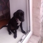 Подробнее об объявлении «Пропала собака Хабаровск» Фото: пропала собака Немецкий охотничий терьер «Пропала собака Хабаровск» в г. Хабаровск