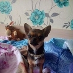 Подробнее об объявлении «Пропала собака кобель чихуахуа Тогучин» Фото: пропала собака Чихуахуа «Пропала собака кобель чихуахуа Тогучин» в г. Тогучин