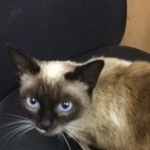 Подробнее об объявлении «Москва Найдена кошка» Фото: найдена кошка Сиамская «Москва Найдена кошка» в г. Москва