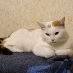 Подробнее об объявлении «Москва Пропала кошка» Фото: пропала кошка  «Москва Пропала кошка» в г. Москва