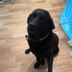 Подробнее об объявлении «Пропала собака кобель черный лабрадор Электросталь» Фото: пропала собака Лабрадор ретривер «Пропала собака кобель черный лабрадор Электросталь» в г. Электросталь