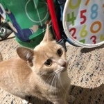 Подробнее об объявлении «Москва Найдена кошка» Фото: найдена кошка  «Москва Найдена кошка» в г. Москва