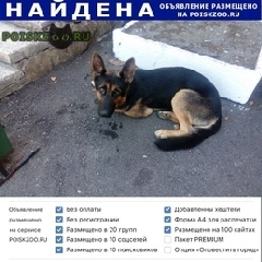Подробнее об объявлении «Найдена собака кобель Лазаревское» Фото: найдена собака Немецкая овчарка «Найдена собака кобель Лазаревское» в г. Лазаревское