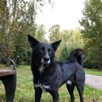 Подробнее об объявлении «Найдена собака кобель тропаревский парк Москва» Фото: найдена собака  «Найдена собака кобель тропаревский парк Москва» в г. Москва