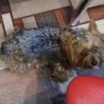 Подробнее об объявлении «Ижевск Пропала собака йорк» Фото: пропала собака Йоркширский терьер «Ижевск Пропала собака йорк» в г. Ижевск