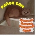 Подробнее об объявлении «Владивосток Пропал кот район бам» Фото: пропала кошка Британская короткошерстная «Владивосток Пропал кот район бам» в г. Владивосток