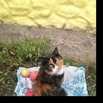 Подробнее об объявлении «Орел Пропала кошка» Фото: пропала кошка  «Орел Пропала кошка» в г. Орел