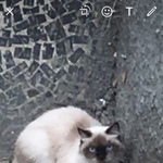 Подробнее об объявлении «Краснодар Найдена кошка домашняя» Фото: найдена кошка Тайская «Краснодар Найдена кошка домашняя» в г. Краснодар