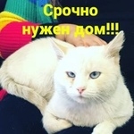 Подробнее об объявлении «Найден кот Ростов-на-Дону» Фото: найдена кошка  «Найден кот Ростов-на-Дону» в г. Ростов-на-Дону