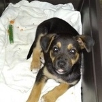 Подробнее об объявлении «Электроугли Пропала собака щенок» Фото: пропала собака  «Электроугли Пропала собака щенок» в г. Электроугли