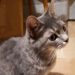 Подробнее об объявлении «Москва Найдена кошка серая красавица» Фото: найдена кошка  «Москва Найдена кошка серая красавица» в г. Москва