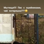 Подробнее об объявлении «Найдена собака кобель ( ) Мытищи» Фото: найдена собака  «Найдена собака кобель ( ) Мытищи» в г. Мытищи