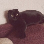 Подробнее об объявлении «Пропала кошка Орехово-Зуево» Фото: пропала кошка  «Пропала кошка Орехово-Зуево» в г. Орехово-Зуево