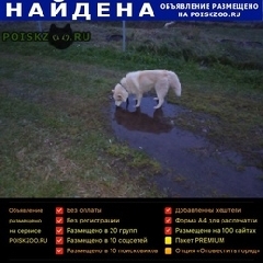 Подробнее об объявлении «Найдена собака кобель хаски кобель Большое Село» Фото: найдена собака Сибирская хаски «Найдена собака кобель хаски кобель Большое Село» в г. Большое Село