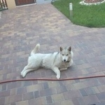 Подробнее об объявлении «Пропала собака Нарофоминск» Фото: пропала собака Сибирская хаски «Пропала собака Нарофоминск» в г. Нарофоминск