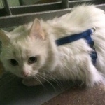 Подробнее об объявлении «Москва Найдена кошка в синей шлейке» Фото: найдена кошка  «Москва Найдена кошка в синей шлейке» в г. Москва