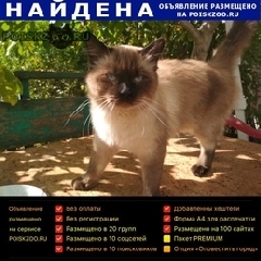 Подробнее об объявлении «Феодосия Найден кот» Фото: найдена кошка Сиамская «Феодосия Найден кот» в г. Феодосия