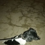 Подробнее об объявлении «Найдена собака кобель  русский спаниель  Москва» Фото: найдена собака Русский охотничий спаниель «Найдена собака кобель  русский спаниель  Москва» в г. Москва