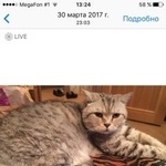 Подробнее об объявлении «Приозерск Пропал кот» Фото: пропала кошка Британская короткошерстная «Приозерск Пропал кот» в г. Приозерск